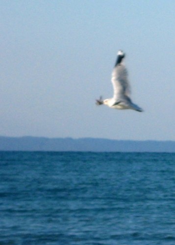 Blurry triumphant gull