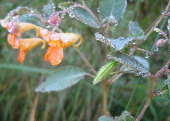 Dawn - Jewelweed seedpod