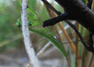 Praying Mantis hiding