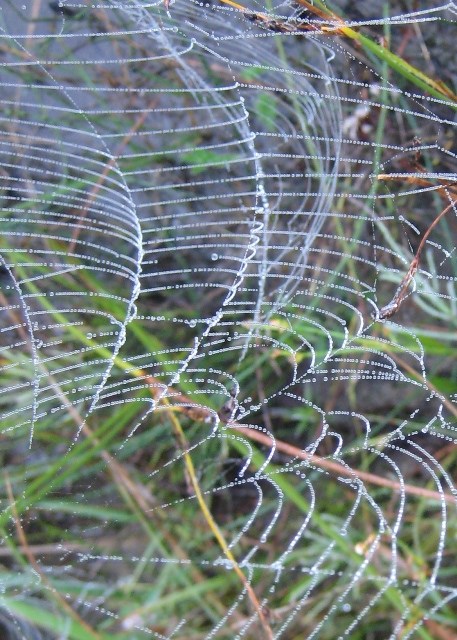 Spiderweb