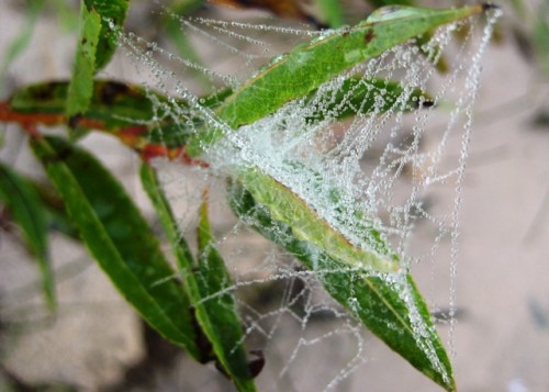 Tangle of crystal beads