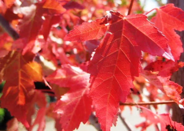 Red leaves at Pine Hill