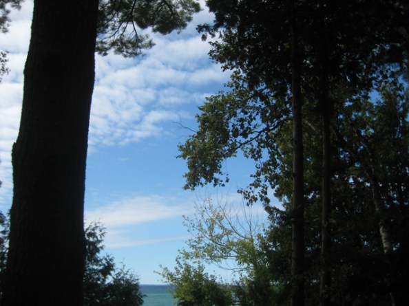 Still summer - trees