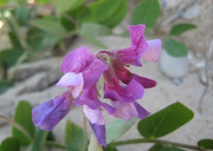 Beach Pea at TBNP