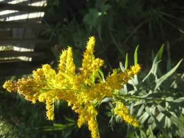 Goldenrod at TBNP
