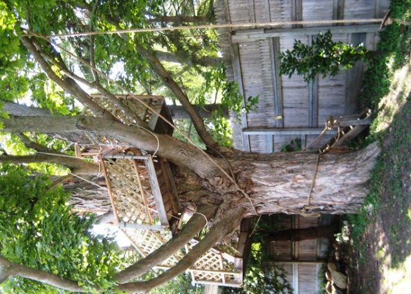 Tree house