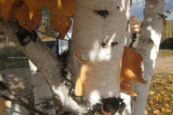 Barb's birch closeup