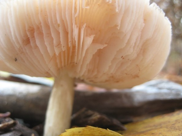 Barnes Park - October mushroom gills