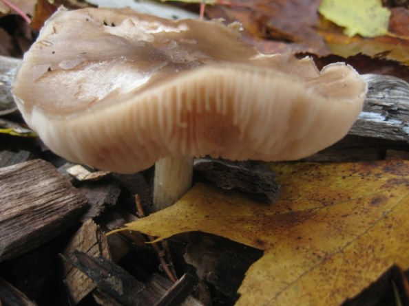 Barnes Park - October mushroom