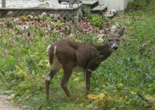 Deer statue - chewing