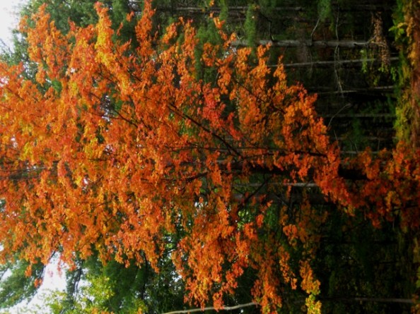 Edenshores T tree Edenshores T tree