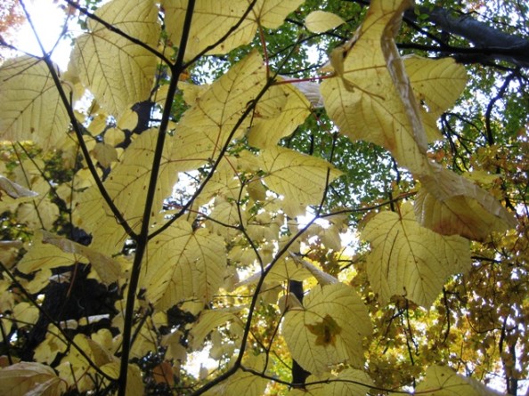 Goosefoot maple in autumn