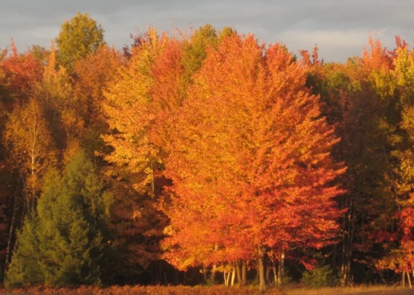 Happy Thanksgiving card