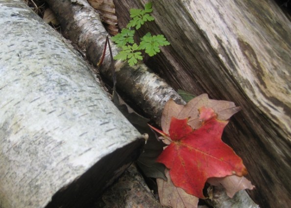 Logs with red leaf