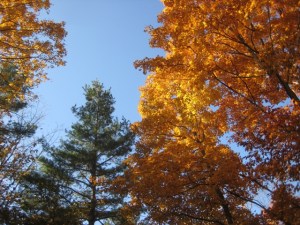 October 28 - 12:30 pm - Gold and Pine