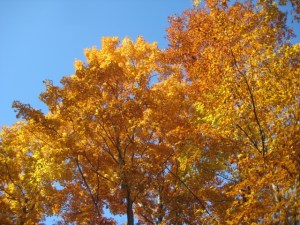 October 28 - 12:30 pm - Golden Party Dress