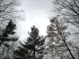 October 31 - 10:00 am - Silver and Pine