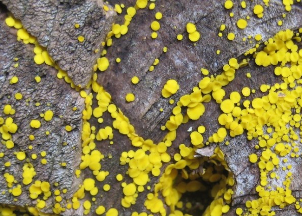 Tiny yellow fungi