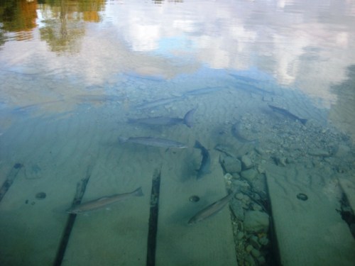 Trout in the clouds 2