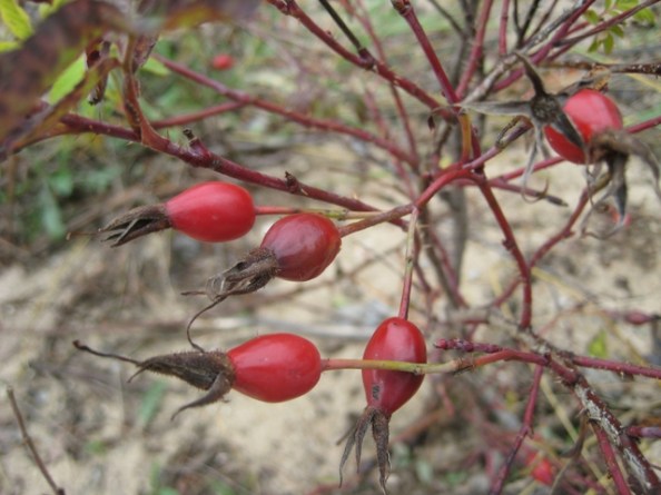 Wild rose hips