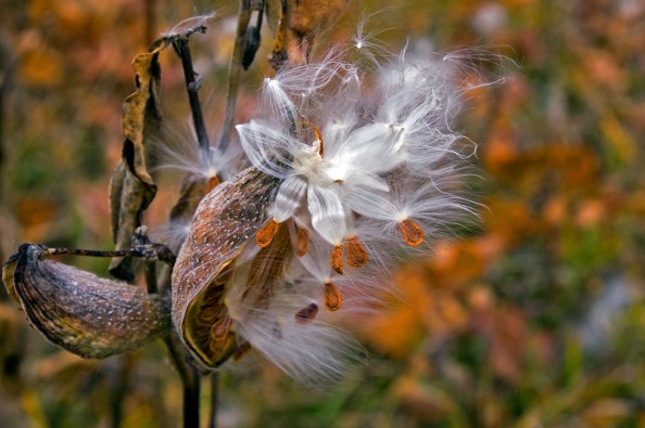 Silky milkweed flower