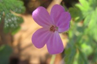 Wild geranium