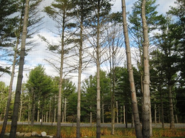 Through the office window