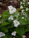 Mickey's trilliums