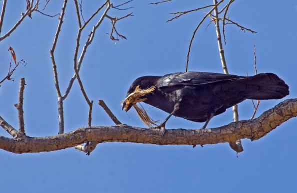 Ms Crow evaluates building supplies