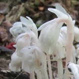 Indian pipe 3