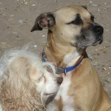 Yoda Cowboy and Obi Wan Kesadie