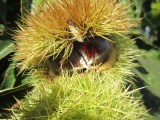 Muppet chestnut