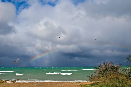 Rainbow with gulls 