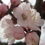 Apricot blossoms backlit square