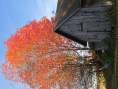 Old shed and blazing autumn