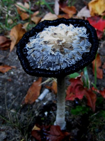 Fabulous Fungus Processed