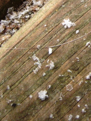 Splattersnow crystals