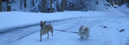 Morning Constitutional