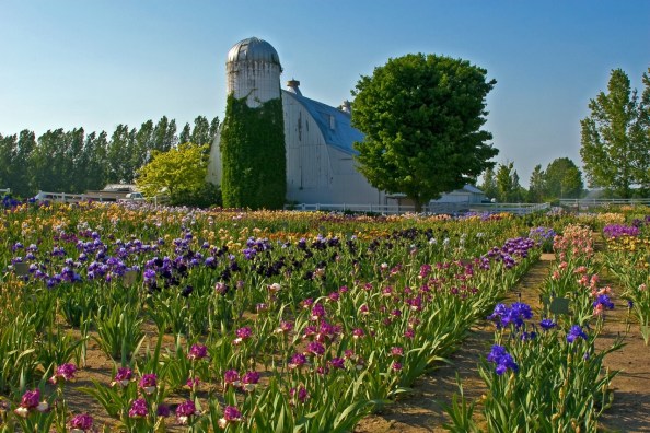 Iris farm on M-72