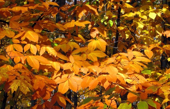 Goldengrove - Babs Young