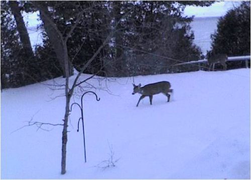 Bruce Laidlaw's guard deer