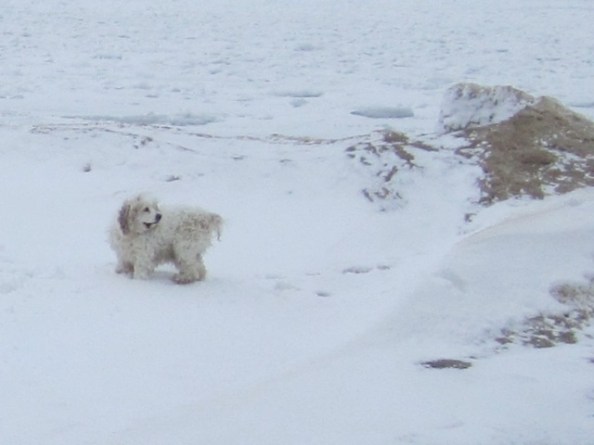 The Cowboy, even more disreputable than usual