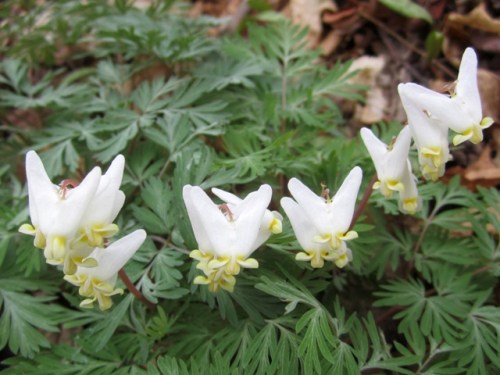 More Dutchmen's breeches