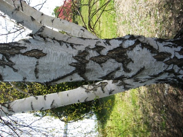 Possible Gray birch bark
