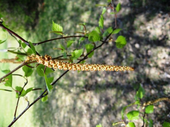 Possible Gray birch catkin