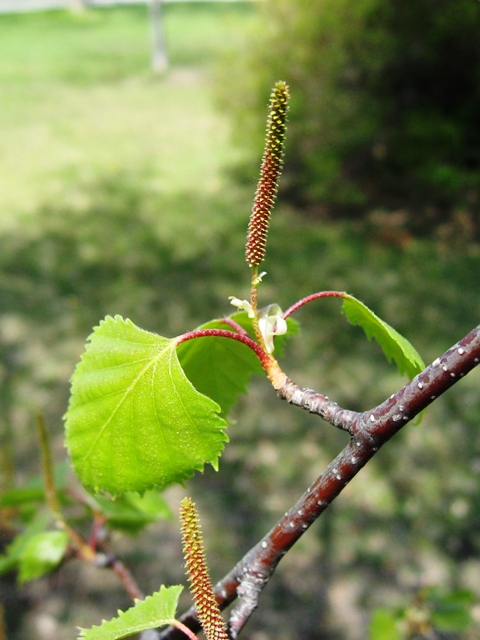 Possible gray birch upright catkin