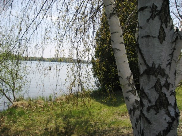 Not a gray birch but probably <em>Betula pendula</em>