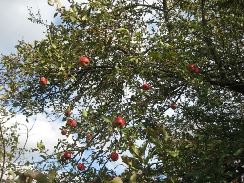 Life in the old apple tree