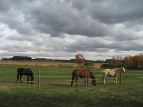 Malika, Monty and Joe