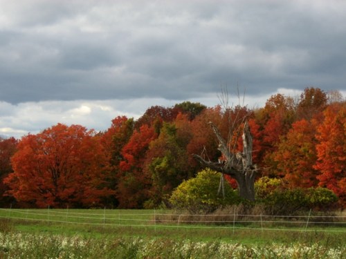 The old tree contemplates glory
